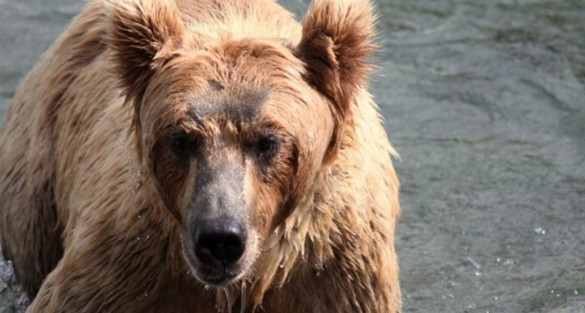 Встреча с медведем реальна не только в лесу — Минлесохоты Камчатки предупреждает