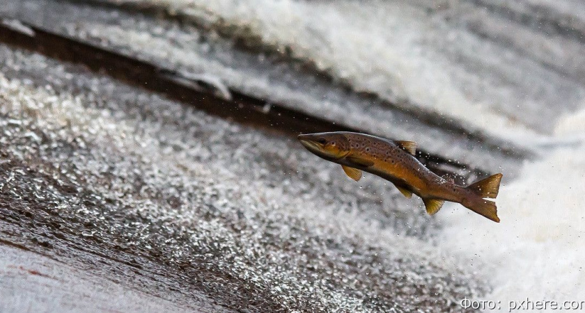 На Камчатке наловили уже 415 тонн тихоокеанских лососей