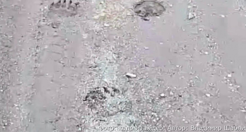 Медведь загонял лошадь с жеребенком на Камчатке: хищник появляется в людных местах