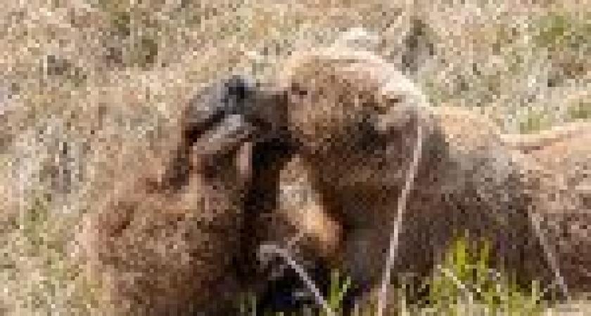 На Камчатке удалось запечатлеть семью медведей и их сладкие пяточки