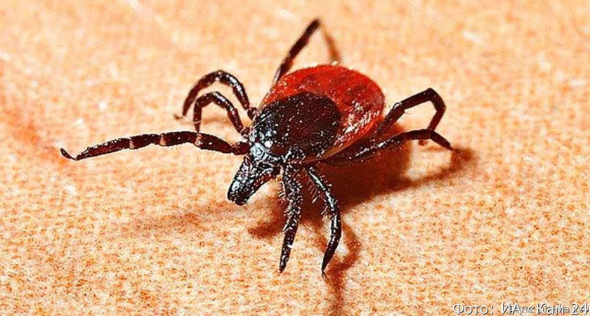 На Камчатке клещи покусали 16 взрослых и троих детей – меньше, чем год назад