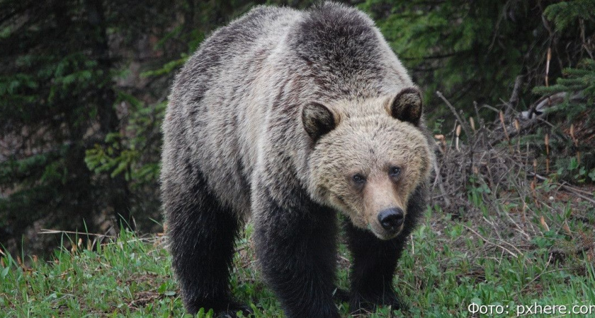 Камчатский охотовед-общественник просит разумно относиться к вызовам «на медведя»