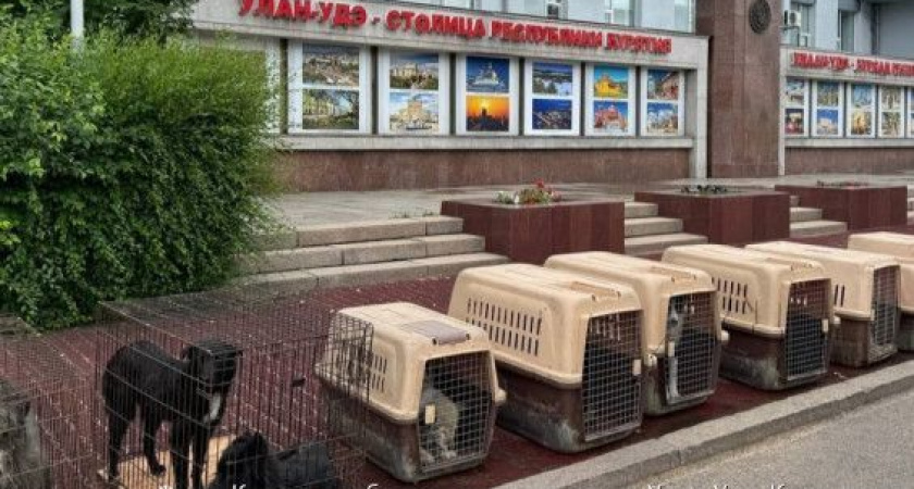 В регионе Дальнего Востока собак свезли к правительству, так как им нечего есть