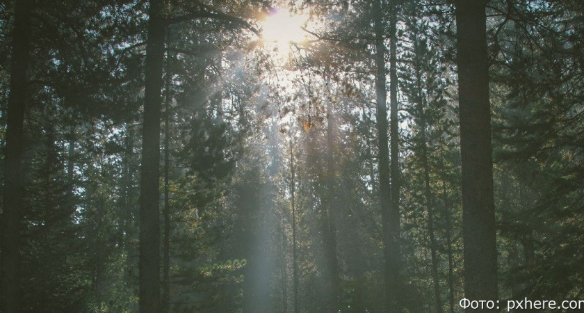 Камчатка не дотягивает по показателям эффективности работы лесного хозяйства