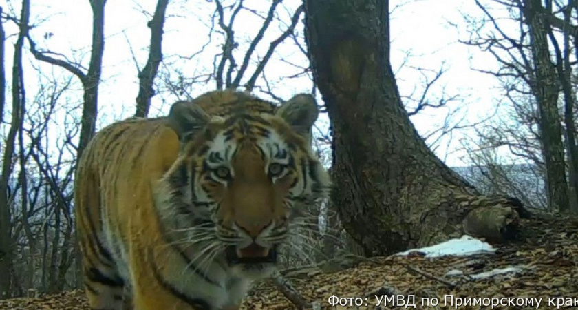 На Дальнем Востоке автомобилист насмерть сбил тигрёнка