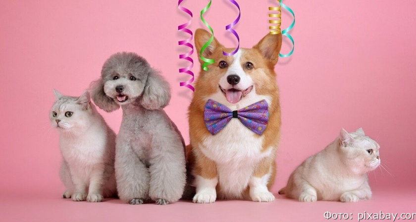 Россиянам объяснили, как распознать у кошки или собаки психические расстройства