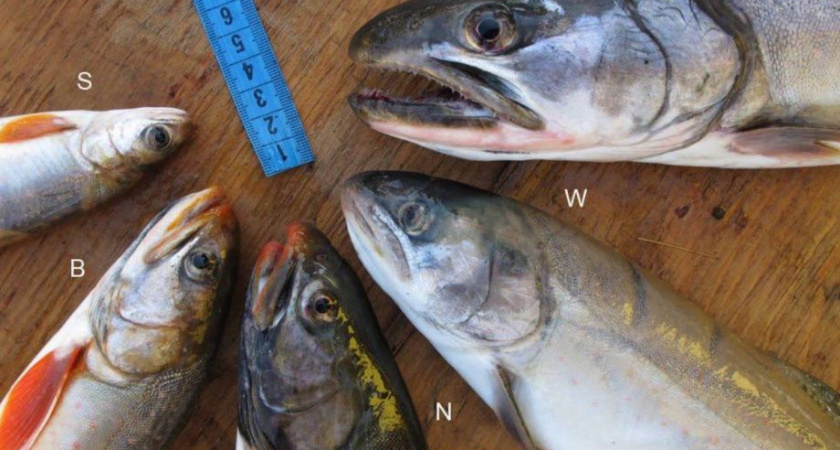 Изучение генетики и эволюции лососёвых ведут молодые учёные КамГУ им. Витуса Беринга 