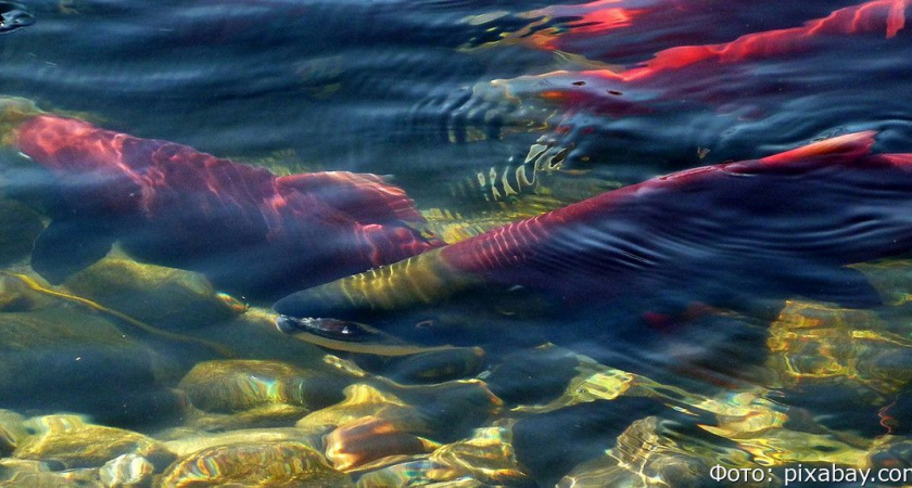 Камчатские полицейские задержали рыбака за незаконный вылов нерки