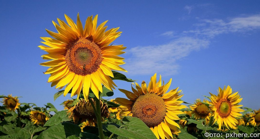 Гороскоп на 27 июня: Стрельцам уготован подарок судьбы; Водолеи, не верьте на слово