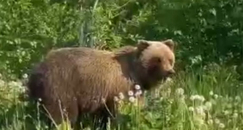Камчатский автолюбитель встретил «Машу»-медведицу с тремя медвежатами- «лапотульками» на мильковской трассе