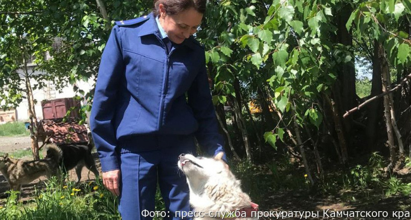 Камчатская прокуратура проверила приюты для собак