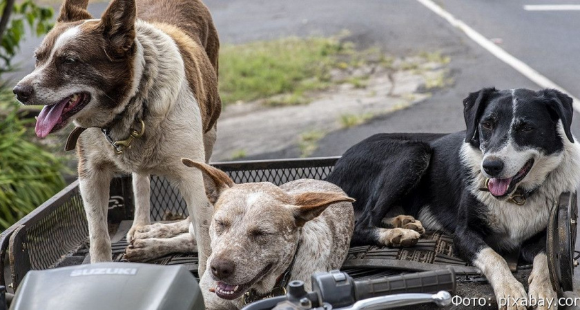Тест на знание собачьих пород