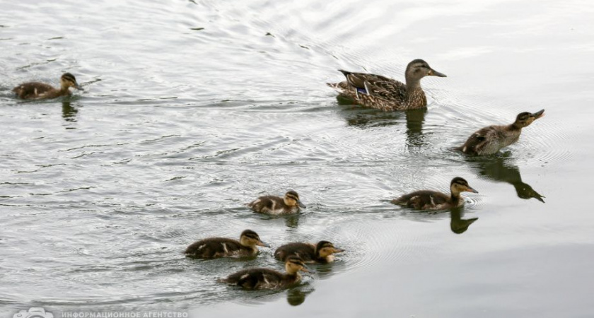 Владимир Солодов: Очистка Култучного озера позволит сохранить «жемчужину» центра города