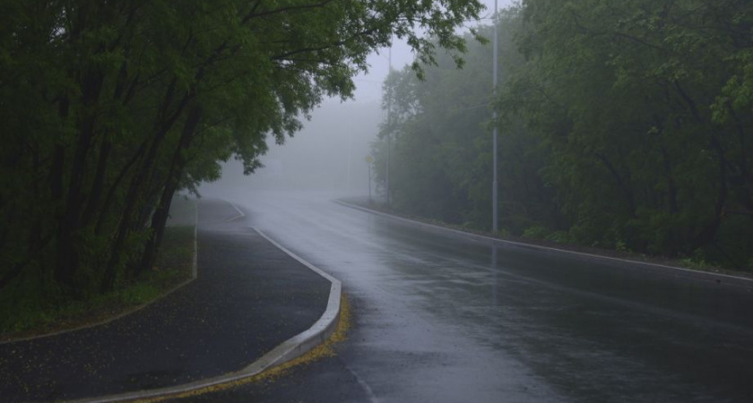 На улице Савченко в Петропавловске-Камчатском высадят рябины