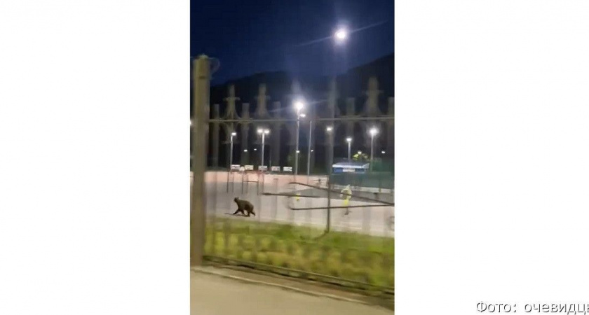 Дикий воркаут: в Петропавловске-Камчатском медведь бегал по стадиону (видео)