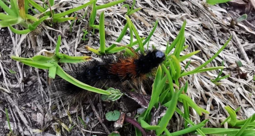 Пушистое потомство медведицы-кайя появилось на Курильском озере