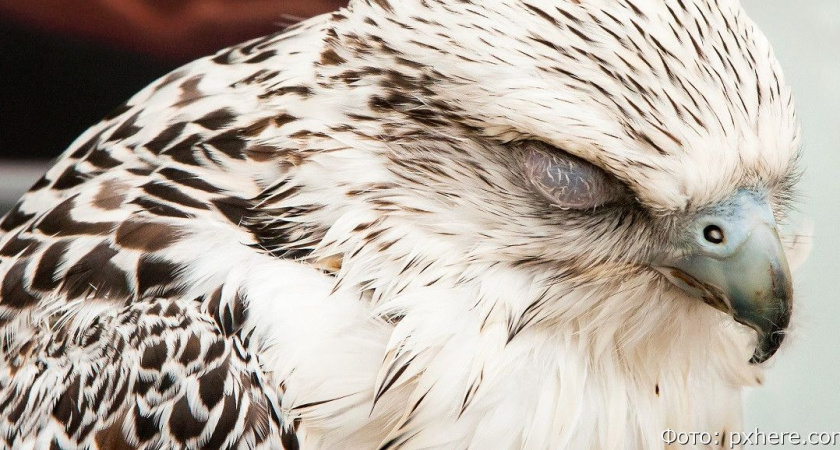 На Камчатке заочно осудили ловца кречетов и украинского военного в одном лице