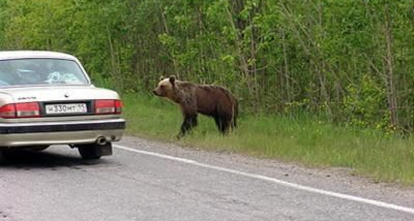Ситуацию с частыми выходами медведей на Камчатке проанализируют спецслужбы