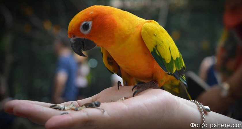 На Камчатке будут судить вахтовика, вырастившего наркотики из корма для попугаев