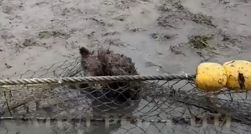 На Камчатке полицейские спасли медвежонка, запутавшегося в рыболовных сетях