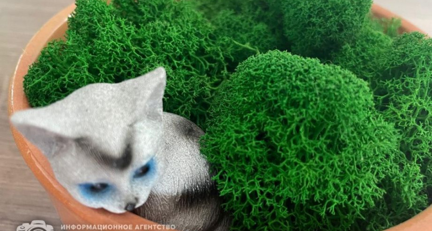 Врачи Камчатки рассказали, какие комнатные растения подойдут аллергикам