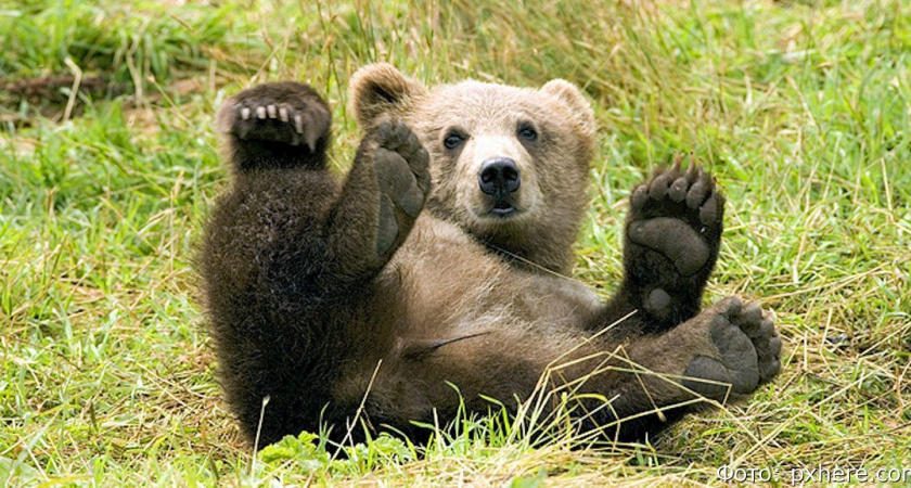 В Петропавловск-Камчатский вновь забрёл медведь