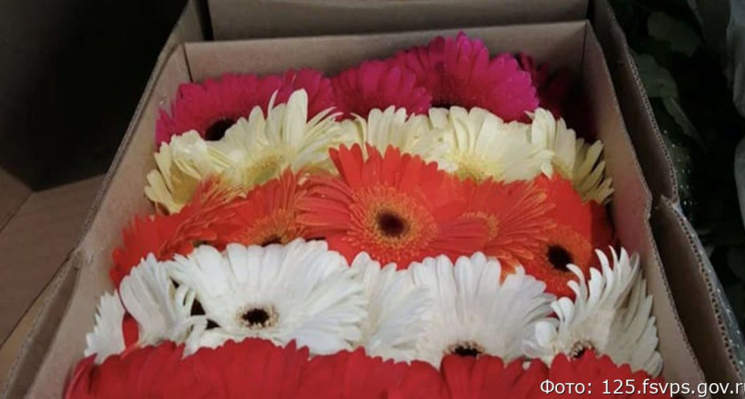 Россельхознадзор предотвратил ввоз на Камчатку партии цветов с опасным вредителем