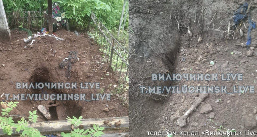 На Камчатке в поселке Рыбачьем медведь разворошил могилу