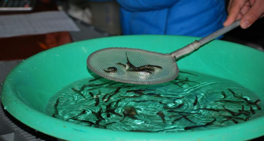 Мальков кеты выпустили в реки Камчатского края