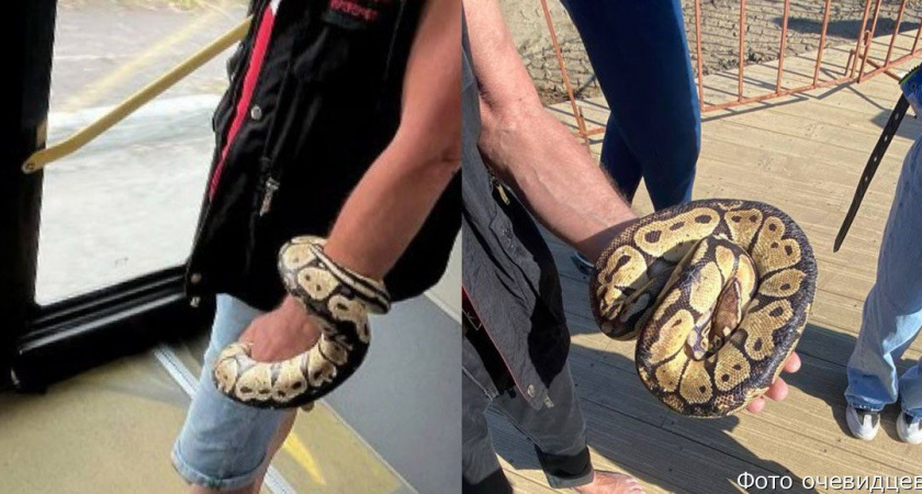 В Петропавловске-Камчатском местный житель и его компаньон притягивают всеобщие взгляды