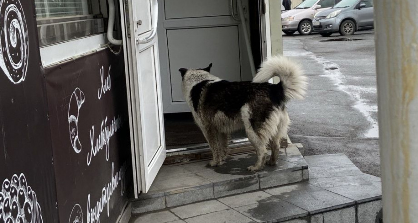 Причины нападения собаки на мальчика в Вилючинске выясняет прокуратура края