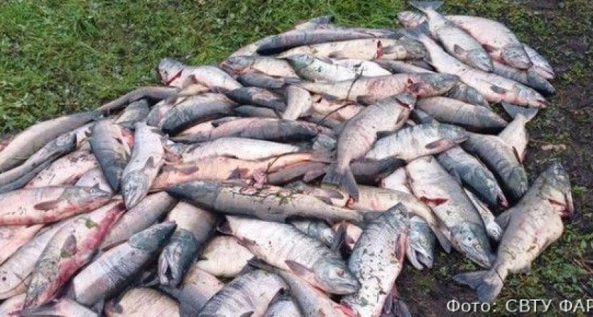 В Усть-Большерецком районе задержали группу браконьеров