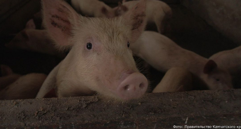 В фермерском хозяйстве, где выявили трихинеллез, уничтожат все поголовье свиней