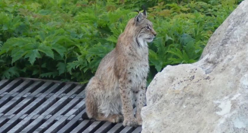 Сотрудников камчатского Кроноцкого заповедника навестила рысь