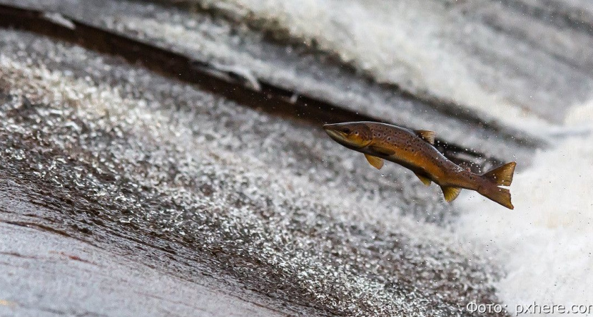 К середине июля на Камчатке добыли около 30 тысяч тонн лосося