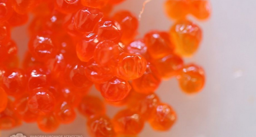 Борис Невзоров: Ещё два региона хотят ограничить авиаперевозку красной икры