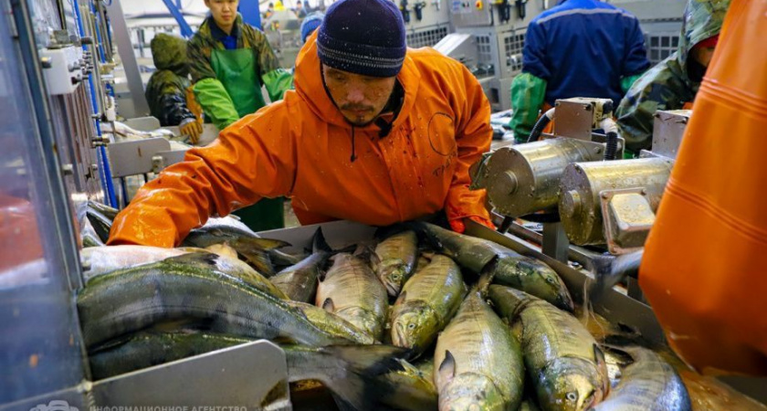 Названы самые востребованные вакансии рыбохозяйственного комплекса России