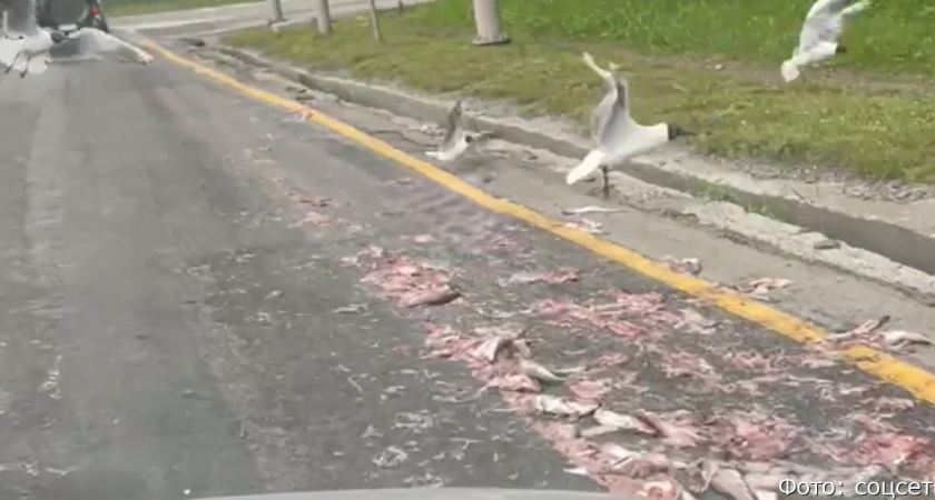 Грузовик рассыпал рыбу по дороге в Петропавловске-Камчатском