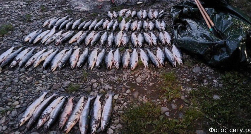 На Камчатке рыбаку-браконьеру грозит уголовная ответственность