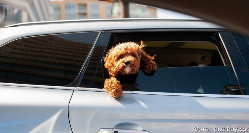 В России на маткапитал хотят разрешить покупать машину