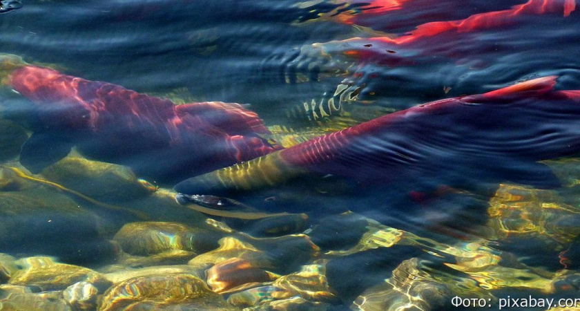 На Камчатке полицейские во время рейдов задержали несколько браконьеров