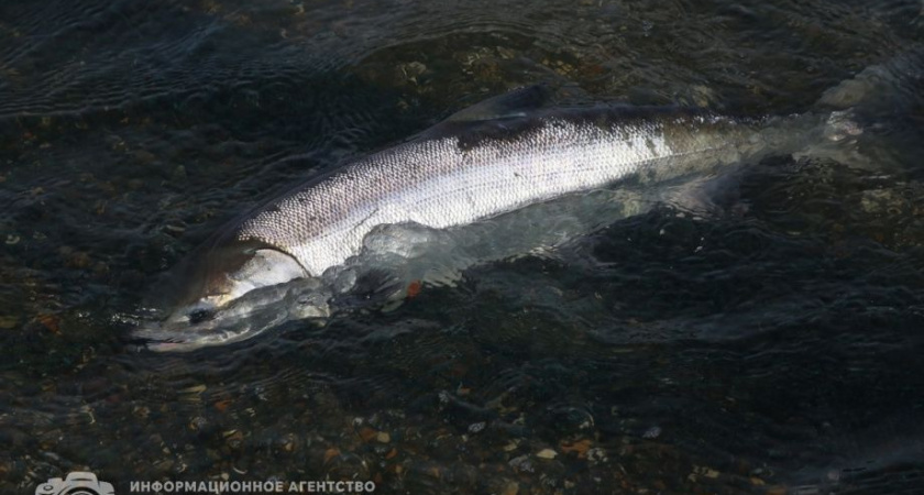 Полиция на Камчатке задержала очередных браконьеров с уловом лосося