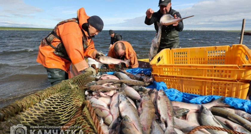 Рыбопромышленники на Камчатке освоили 28 процентов объёма возможного вылова