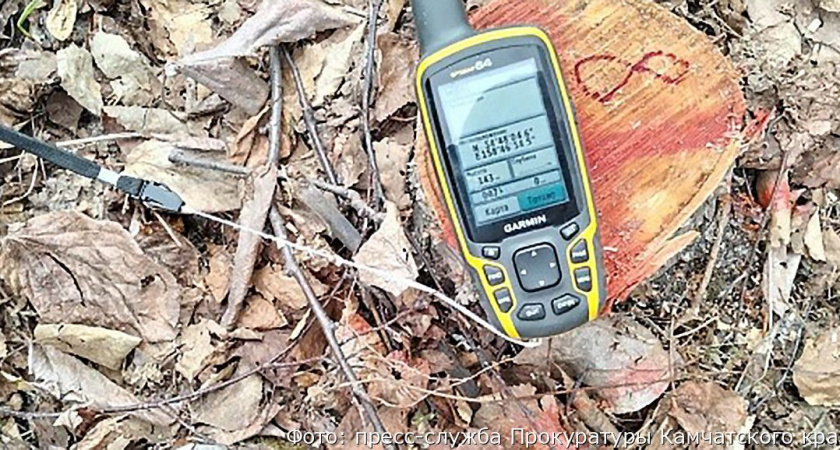 Житель Милькова решил отпугнуть комаров на даче и спилил 25 деревьев на охраняемом участке