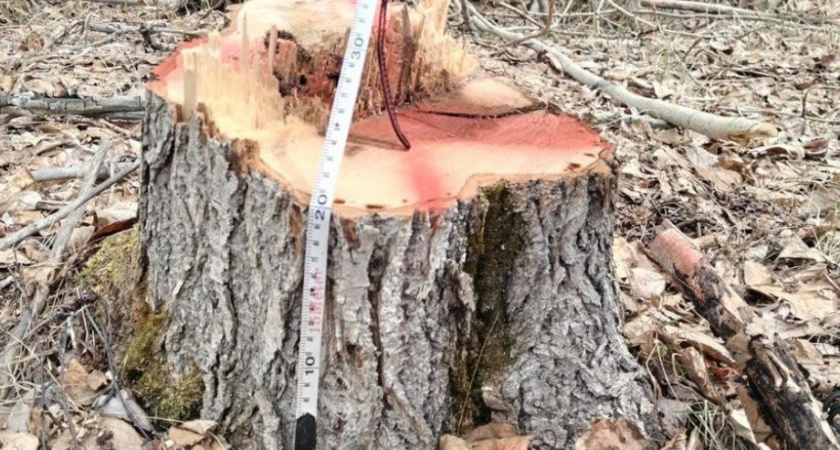 Мильковчанин срубил в защитном лесу деревья, чтобы избавиться на даче от комаров