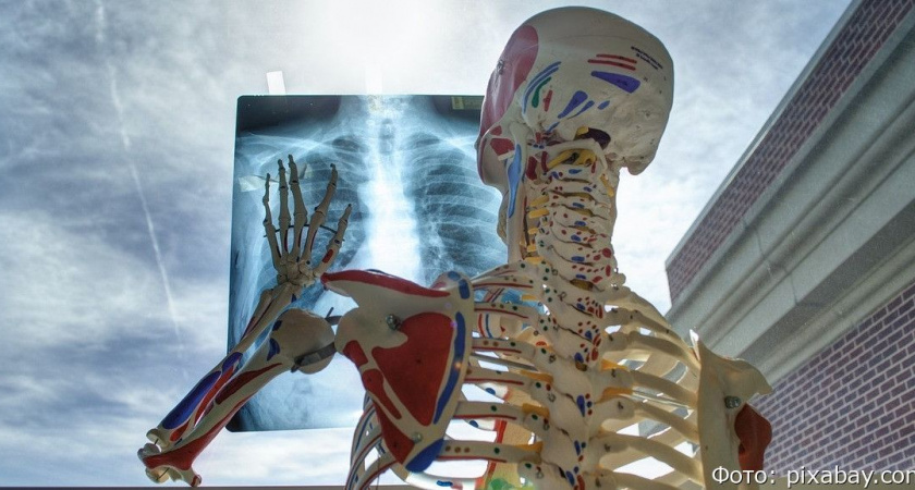 Тест по анатомии: ответьте на вопросы о человеческом скелете