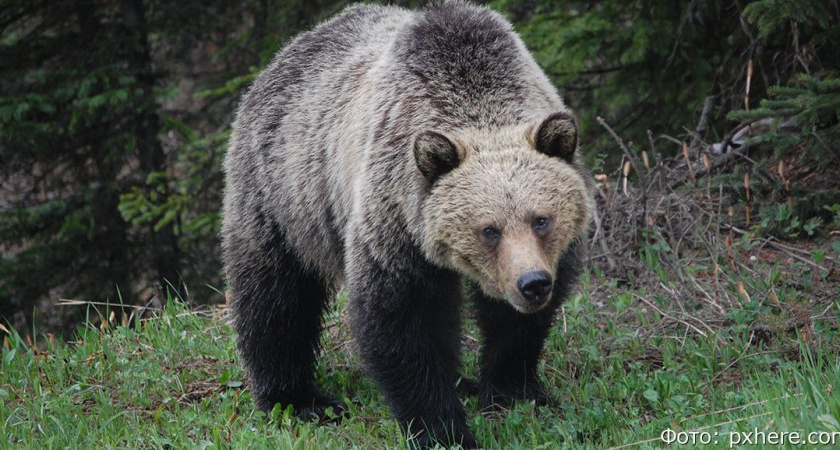 На Камчатке грибник стал жертвой медведицы