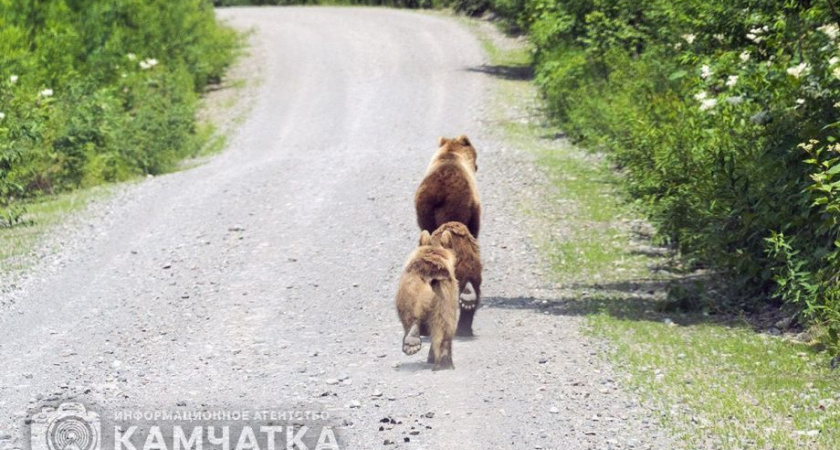 Мужчина стал жертвой медведицы на Камчатке