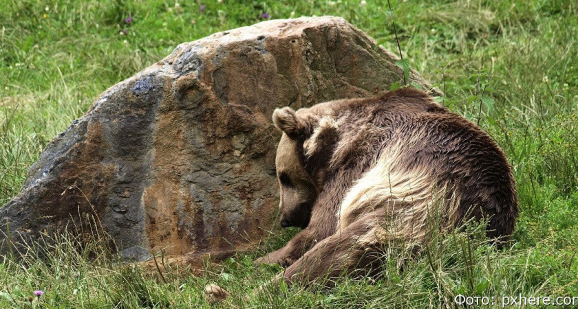 Следователи проверяют обстоятельства гибели мужчины, убитого медведицей