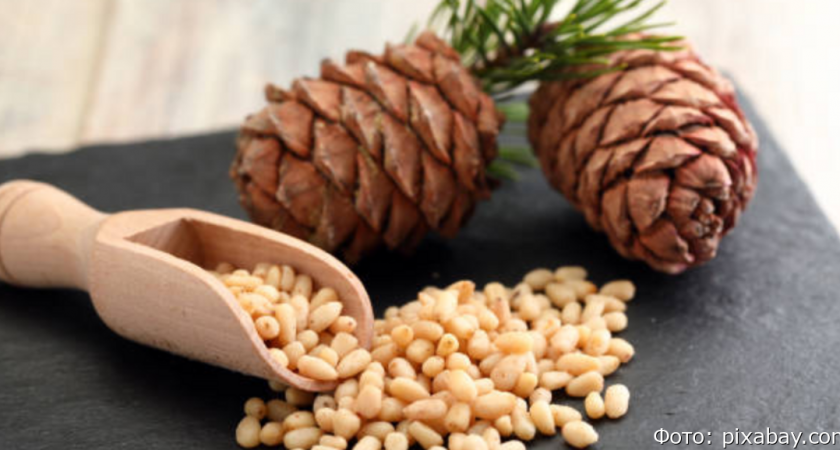 Госдума обсуждает новые попраквки к ограничению сбора кедровых орехов